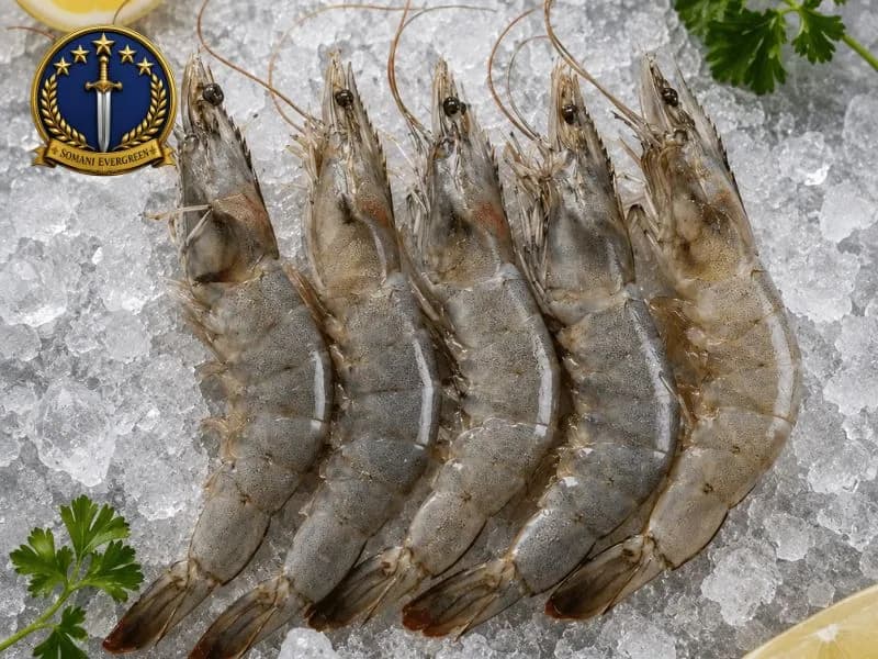 Large Prawn