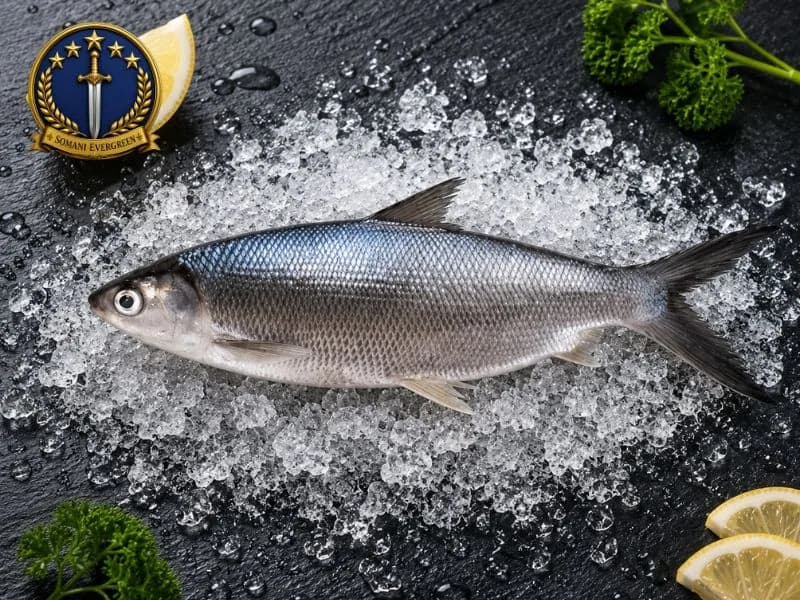 Milk Fish (Sulemani)