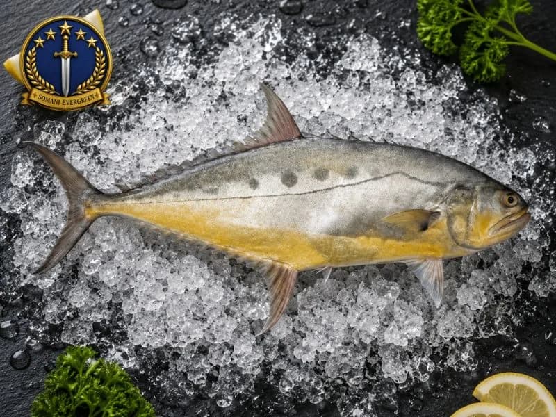 Queen Fish (Saram)