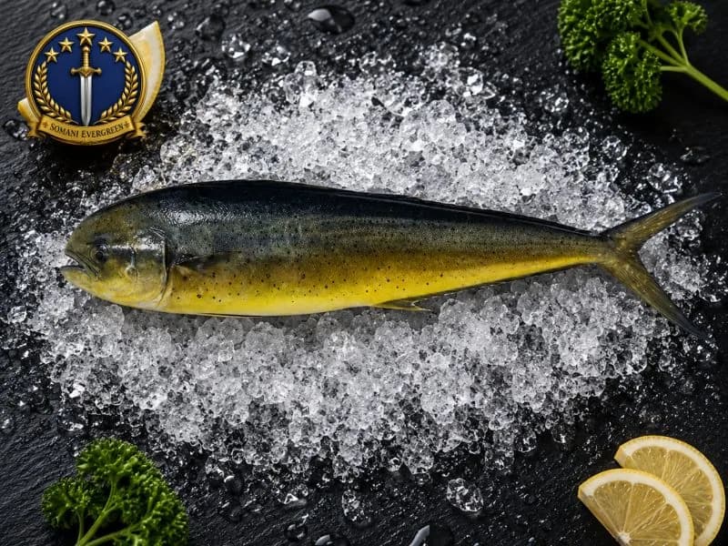 Mahi Mahi (Amloshk)